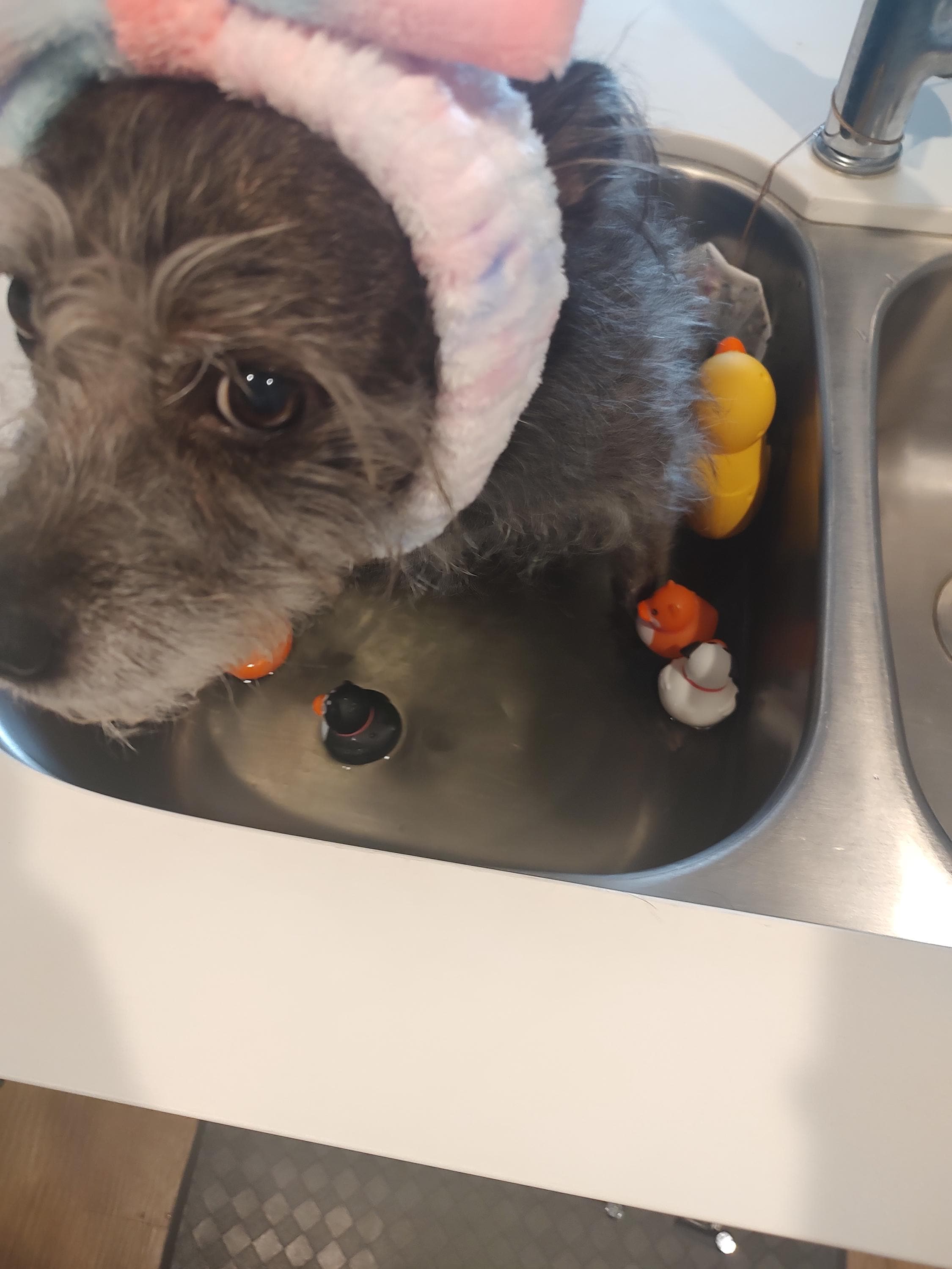 Botanical Dog Bath Tea | Rose, Chamomile & Mint