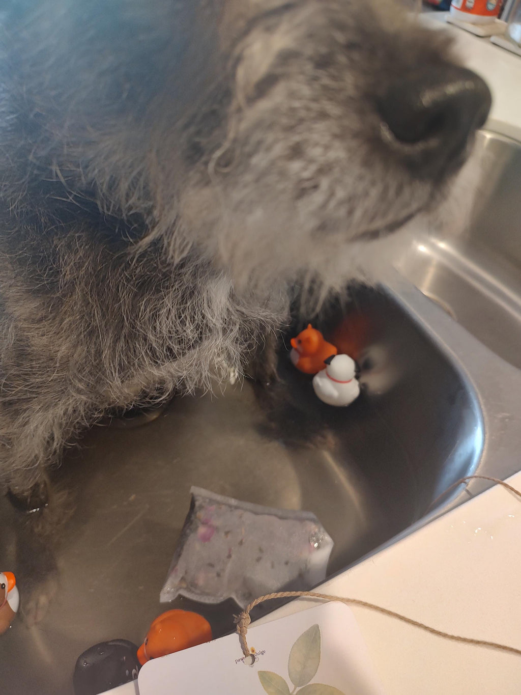 Calm Dog Tub Tea | Lavender, Chamomile, Rose Petal Bath Soak