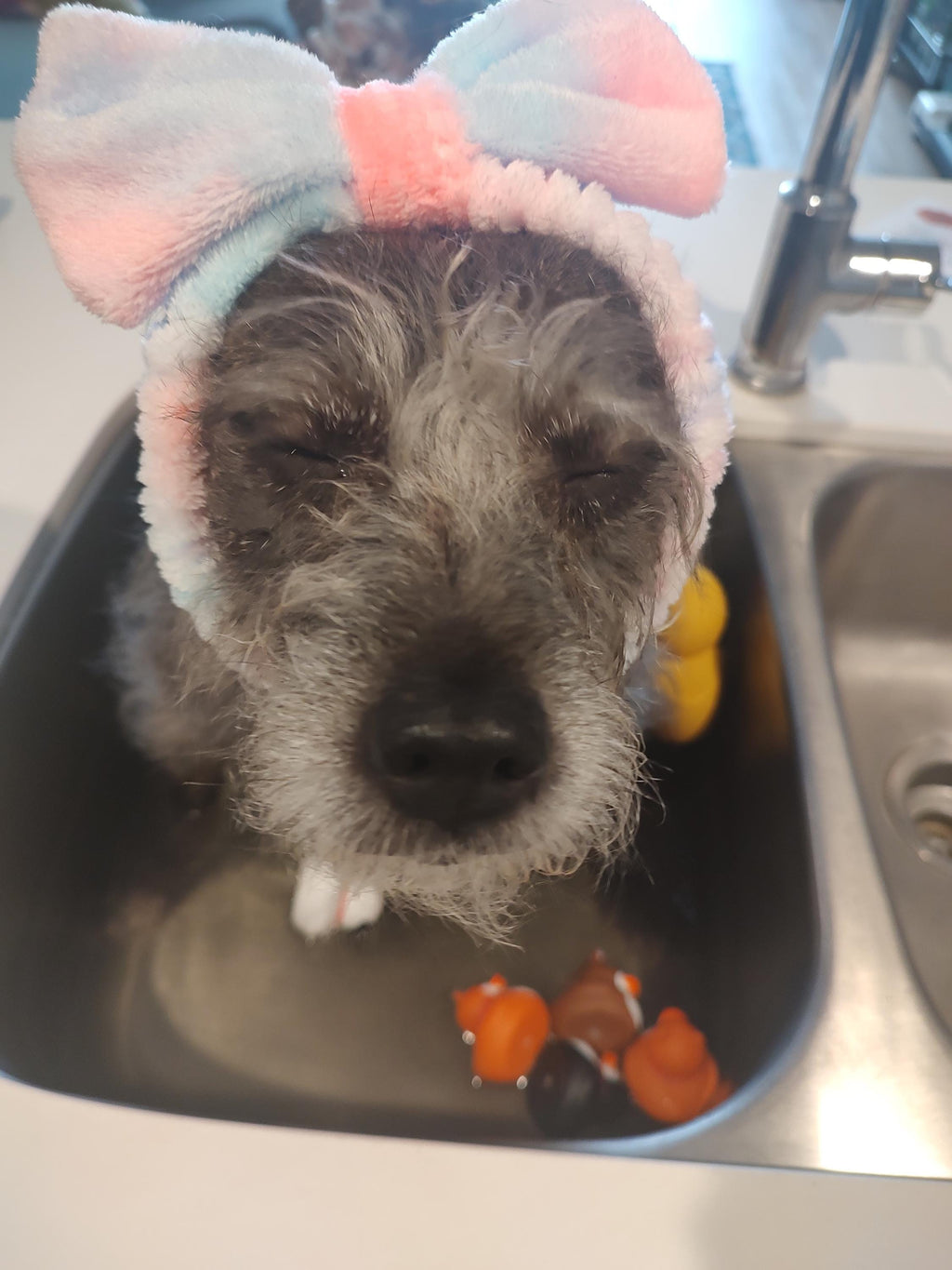 Botanical Dog Bath Tea | Rose, Chamomile & Mint