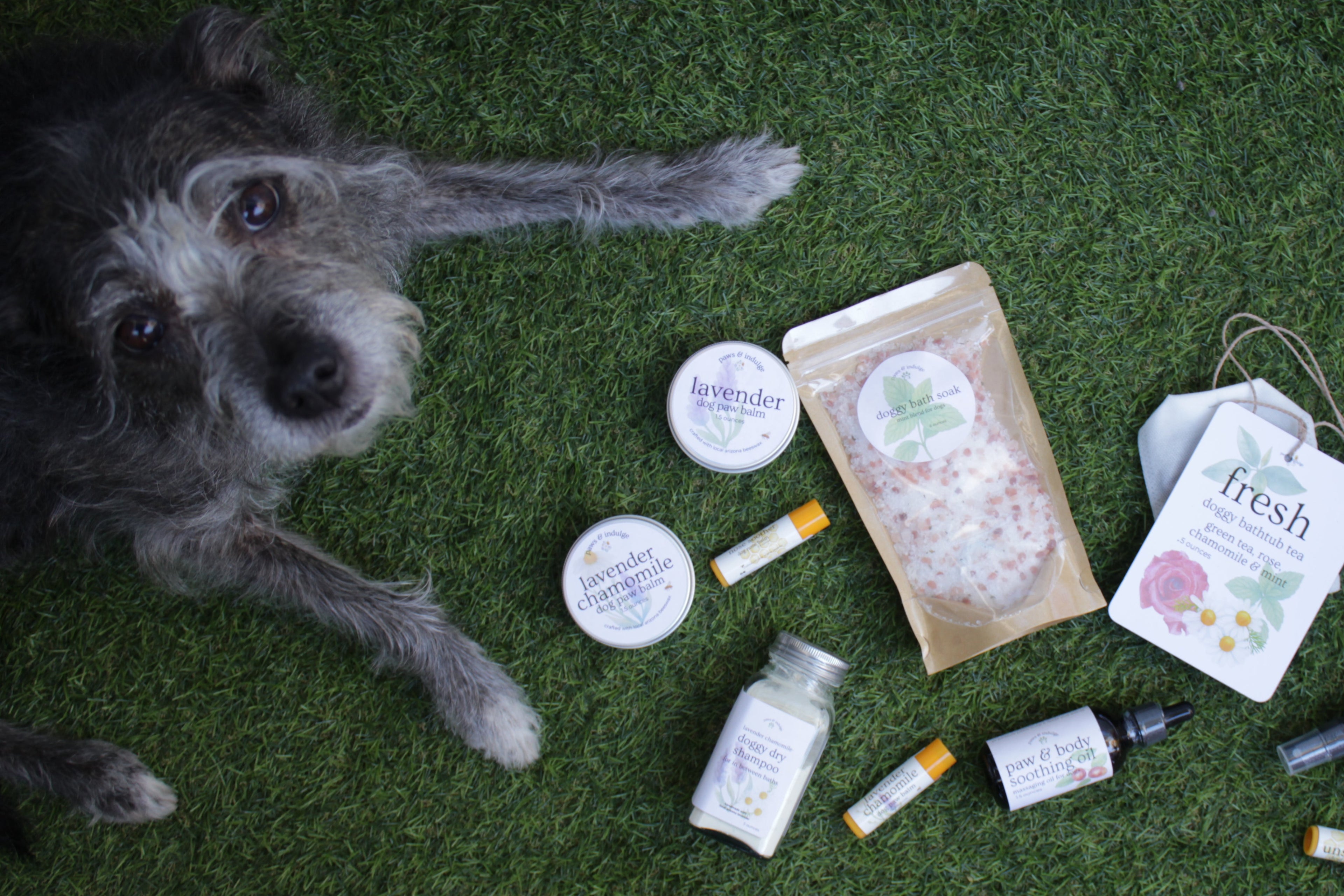 Dog lying on grass with various pet care products around