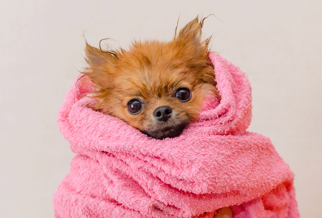 Small dog wrapped in a pink towel on a plain background