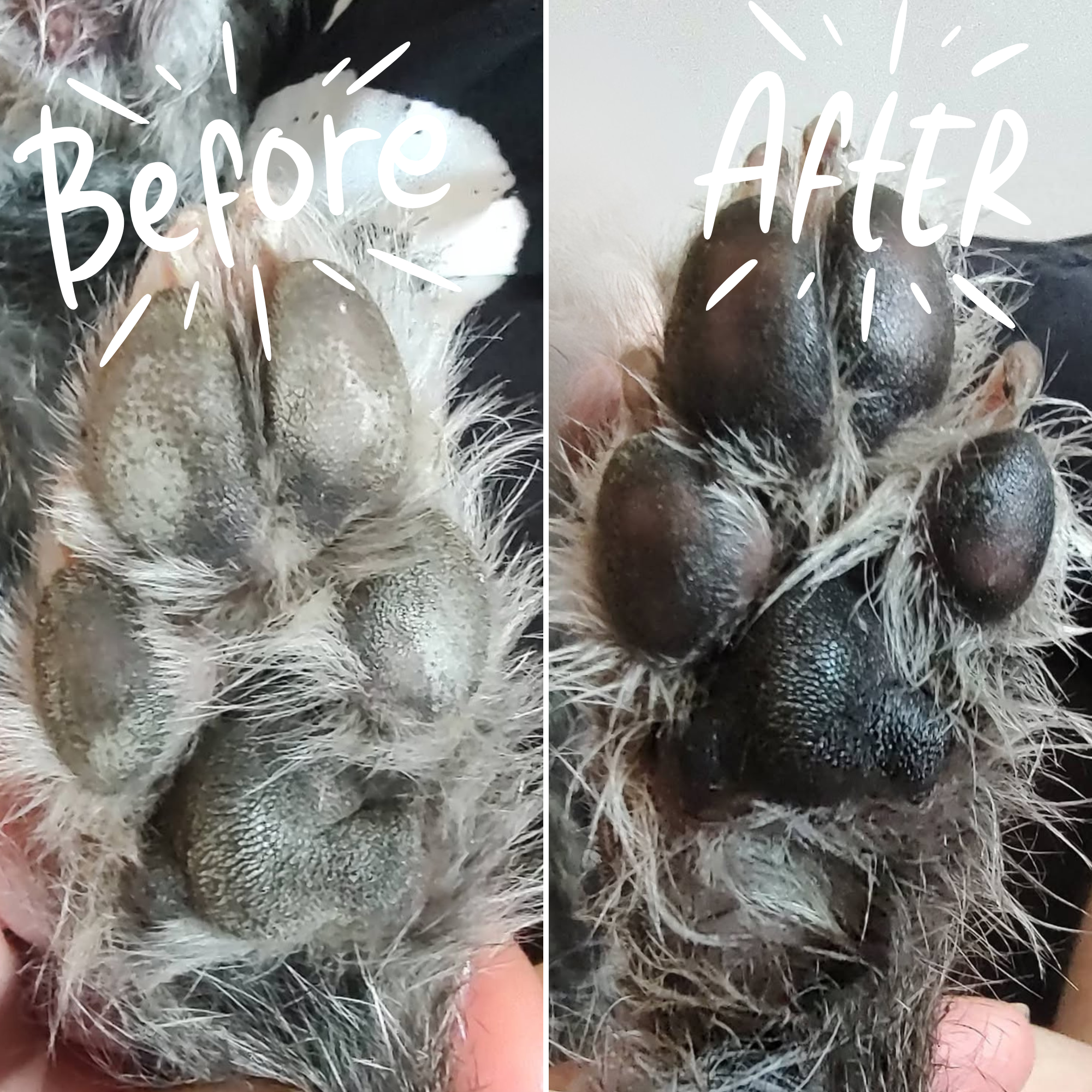 Moisturizing Dog Paw Balm in Metal Tin | 3-Ingredient Formula | Small-Batch