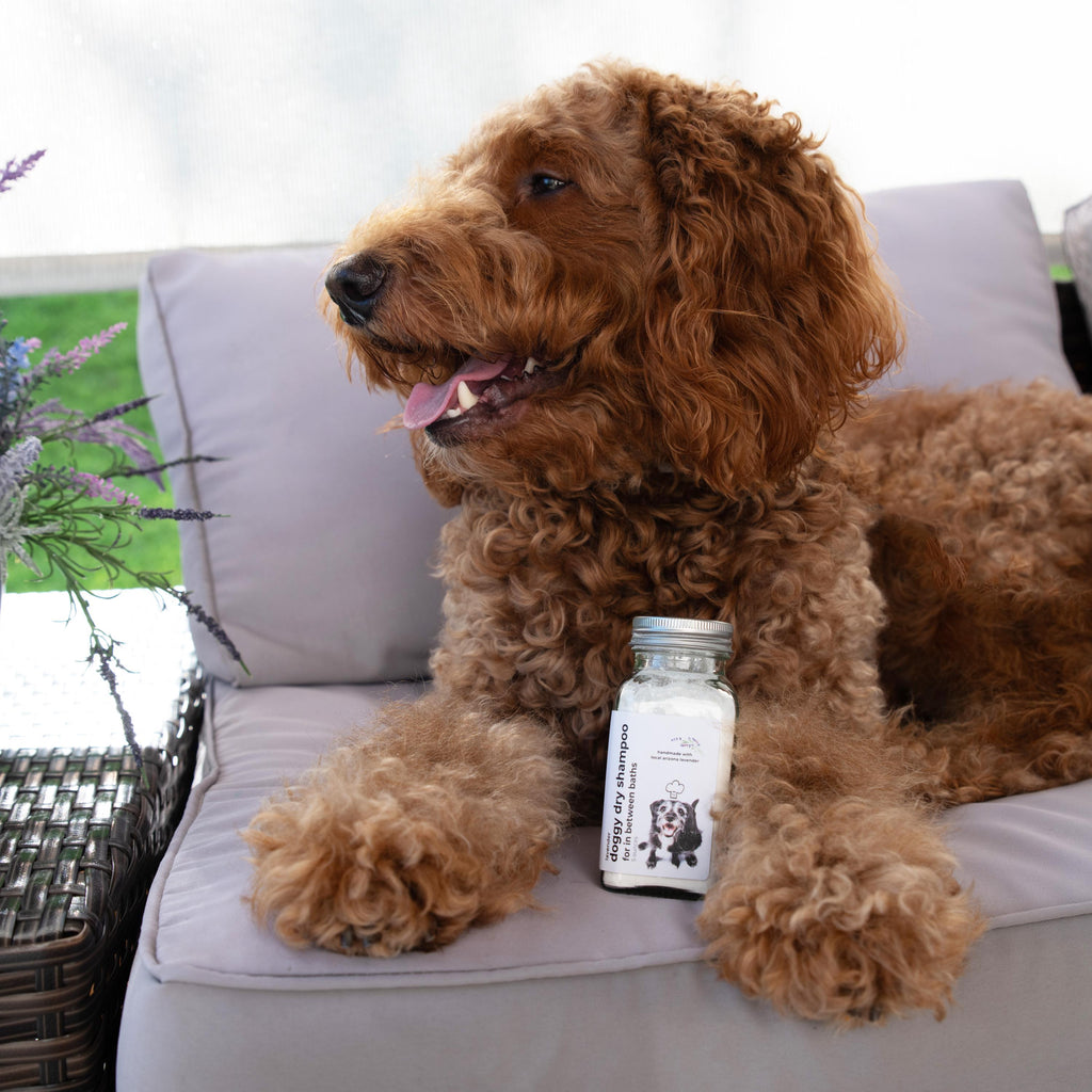 Lavender Essential Oil Dry Dog Shampoo: Calming Waterless Cleanser