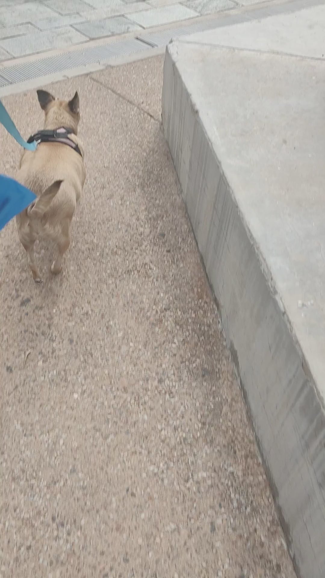 Oh Poop! Dog Poop Bag Holder | Funny Dog Waste Bag Dispenser | Bone-Shaped Leash Accessory | Durable Acrylic Poop Bag Holder