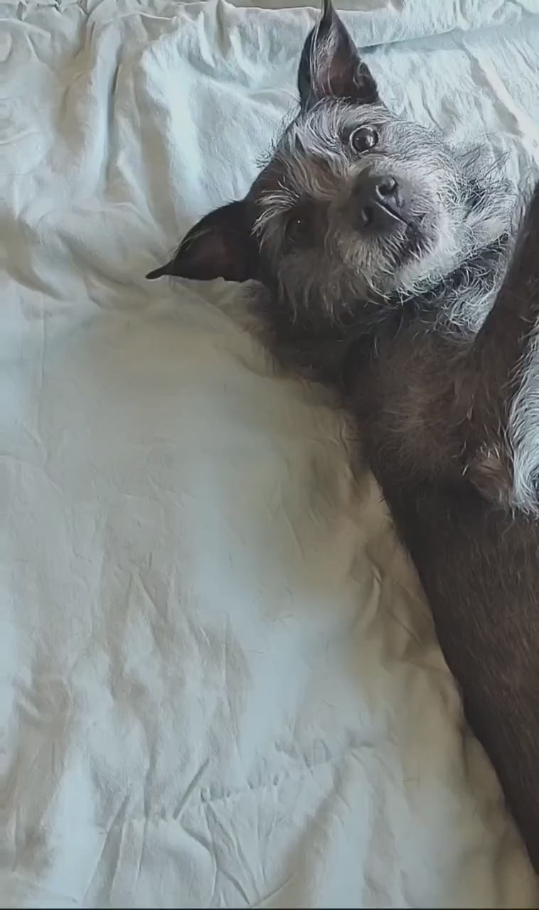 Dog Massage Oil: Natural Almond Oil & Vitamin E Spa Treatment